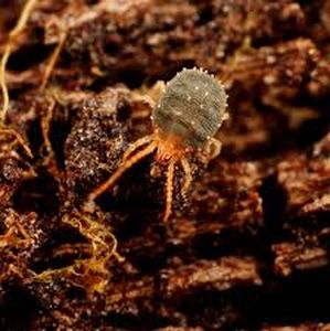 uploads/images/pest/wheat red spider mite 1.jpg